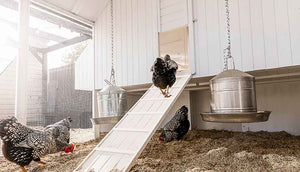 painted interior of mansion chicken coop with wyandotte chickens