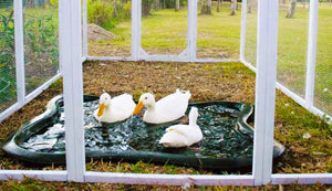 mansion chicken run painted white with ducks inside