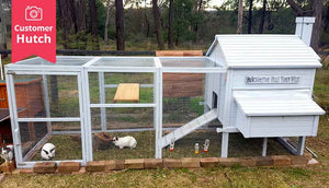 side on view painted white rabbit hutch