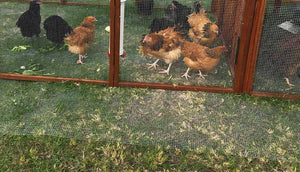 chicken inside mansion run with wire mesh flooring